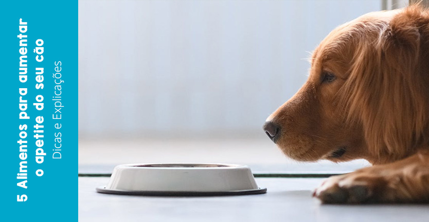 5 Alimentos para aumentar o apetite do seu cão